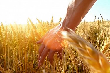 14 июня – День фермера Оренбургской области